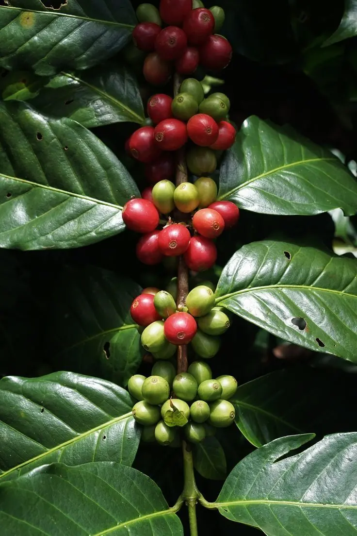 Coffee World Investments Processing